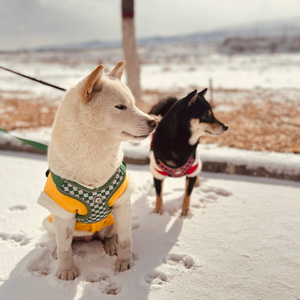 February song （cover）