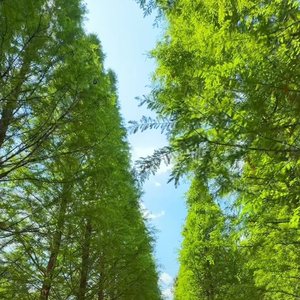 风继续吹(怀念张国荣)