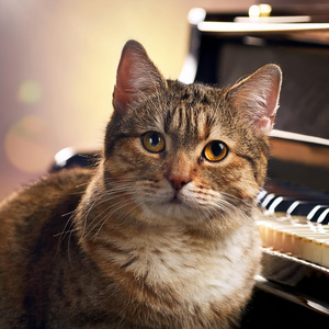 Acogedor Vals De Bigotes