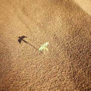 来了（翻自 群星）