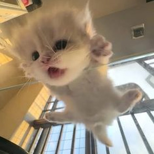 What Up Gangsta (sped up)