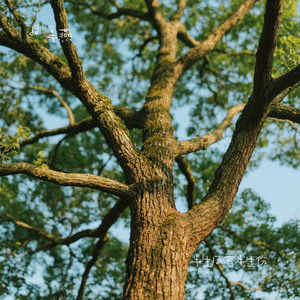 半生风雪半生伤