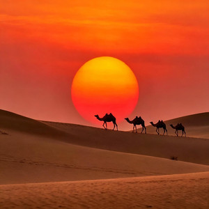 荒漠中的草（男女对唱版）