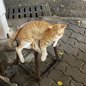 总有一天你会出现在我身边（合唱现场版）