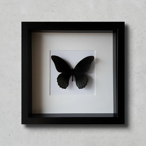 黑蝴蝶（black butterfly）