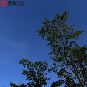 晚霞落日（小提琴）