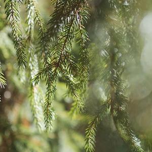 ស្នេហាកក់ក្តៅ