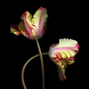 Basant Ritu Aayi (Raag Hindol Basant)