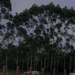 夏天的风 （翻自 温岚）（翻自 温岚）