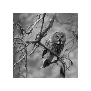 Luhtahuitti (Audiophile Edition)