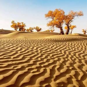 taklimakan maxripi qatmilar (3)