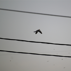 Tiri Stin Pontikotripa