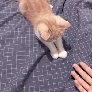 大概是我太爱了