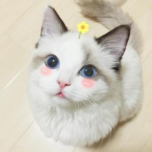 情结（Cover 和汇慧）