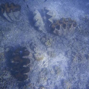 I Like You我討厭你