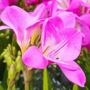 핑크빛 프리지아 (Freesia)