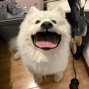 樱花树下的思念