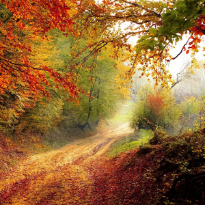 Священный цветок (feat. Meditation Music, Расслабляющая музыка для сна & Музыка для сна)