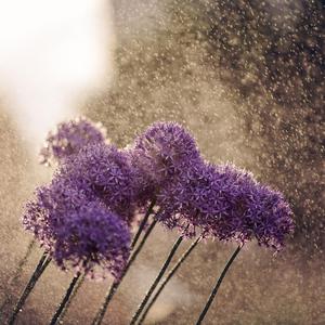 花雨落