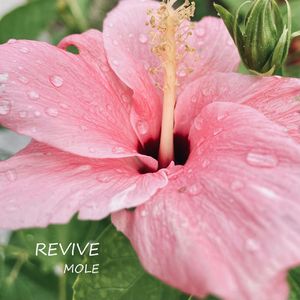 Revive