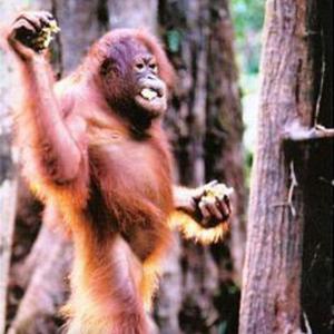 Jungle Riot