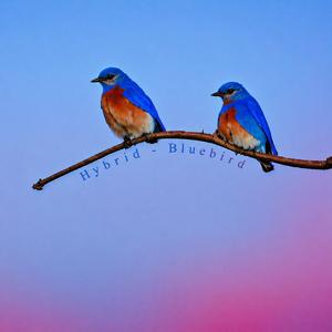 Bluebird