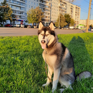 Блинг блау