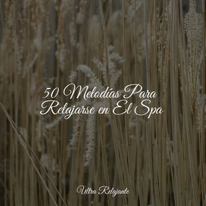 Spa de Concienzación