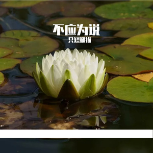 不应为说