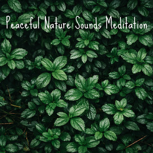 眠りの浅い貴方のための快眠音楽 1分で眠れるヒーリングギター (自律神経を整える睡眠用 森 鳥)