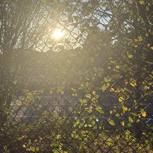 Ambience (feat. JacksonTheBigPenguin)