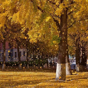 秋风吹起 谈柒柒