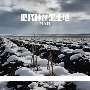 把我种在黑土地