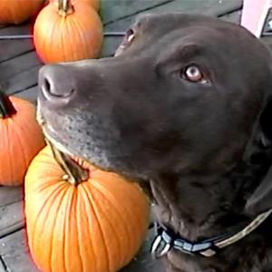 walking around the pumpkins