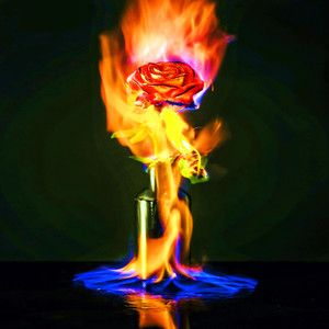 Die Rose in der Ferne (Live)