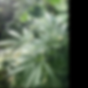 Victory Day (feat. Jah Angelo & Benjah)