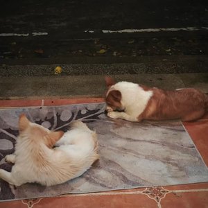 买花、栗子和鸡脚