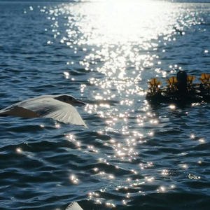 遨游在音乐的海洋