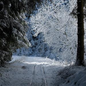 snow dreams