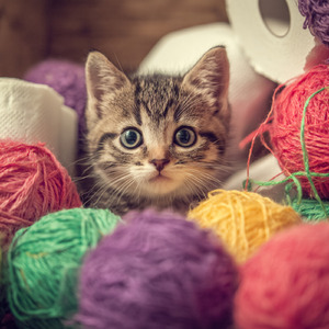 可愛いいたずらっ子