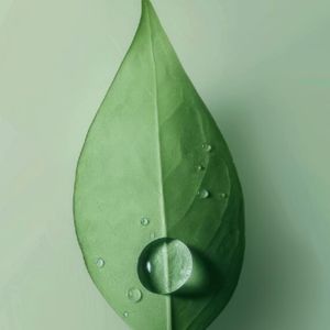 Schwingende Baumkronen