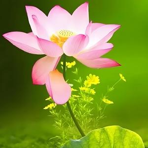 道医养生音乐·五行疗愈·土音健脾和胃·促进消化