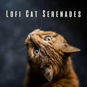 Purring Lofi Serenade