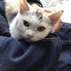 两个你（Cover 姚贝娜）