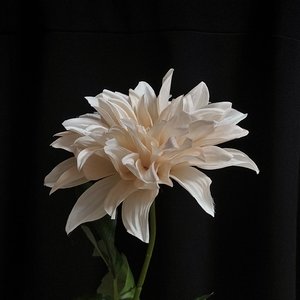 放下他，重生我