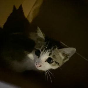 愿望