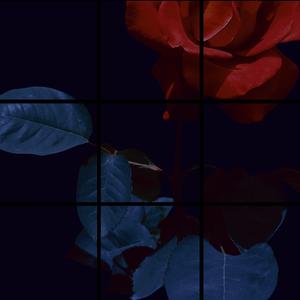 心脏盛开了玫瑰