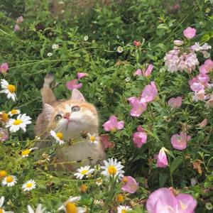 Butterflies（治愈纯音乐）