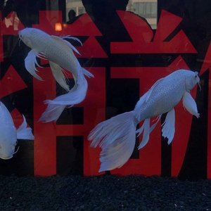 刻在我心底的名字