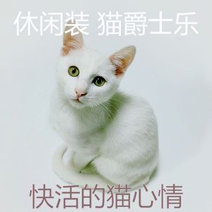 温和小猫梦想